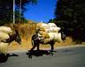 20090708213256-burro.jpg
